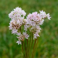 Papperslök 'Graceful'