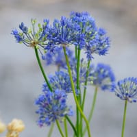 Azurlök med humla