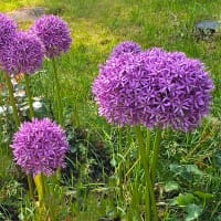 Allium Gladiator, jättelök