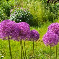 Allium Globemaster blommar i juni