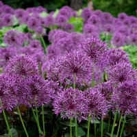 Allium Purple Sensation