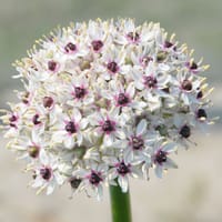 Allium 'Silver Spring', vit med cerise mitt