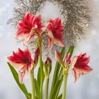 Amaryllis 'Daphne'