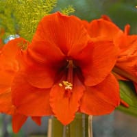 Amaryllis 'Horizon'