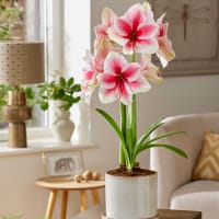 Amaryllis 'Pink Beauty'