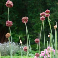 Ametistlök 'Red Mohican'
