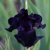 Trädgårdsiris 'Black'