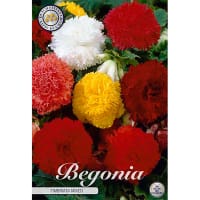 Begonia 'Fimbriata Mix'