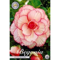 Begonia Picotee White/Red