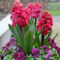 Hyacint 'Hollyhock'