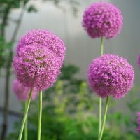 Allium 'Lucy Ball'