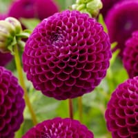 Bolldahlia 'Downham Royal'