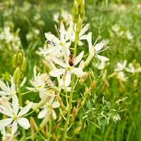 Camassia, vit stjärnhyacint alba