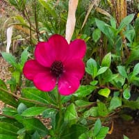 Chokladskära 'Cherry Chocolate'