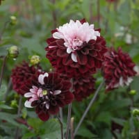 Dahlia 'Daria in love'