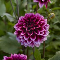 Dahlia Davina Michelle