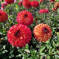 Dekorativdahlia 'Ding a Dong'