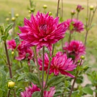 Dahlia 'Pinkie Swear'