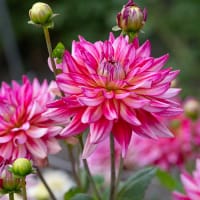 Dahlia 'Pinkie Swear'