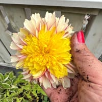 Anemondahlia 'Polka'