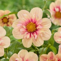 Dahlia 'Rhubarb and Custard'
