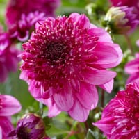 Dahlia 'Richards Fortune'