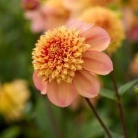 Dahlia 'Sandia Brocade'