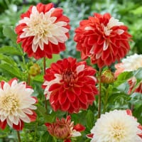 Dekorativdahlia 'Tangerine Sorbet'