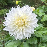 Dahlia 'White Perfection'