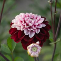 Dahlia 'Daria in love'