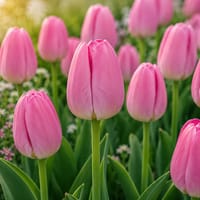 Darwintulpan 'Pink Pride' - AI