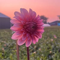 Dekorativdahlia 'Beauty Queen'