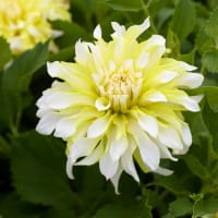 Dekorativdahlia 'Calgary Flame'