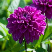 Dekorativdahlia 'Cartouche'