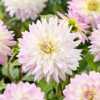 Dekorativdahlia 'Crazy Love'