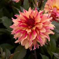 Dekorativdahlia 'Decora'