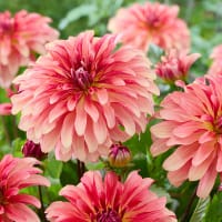Dekorativdahlia 'Dutch Delight'