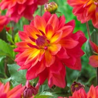 Knölar till dekorativdahlia 'Firepot' Dahlia x pinnata dekorativgruppen