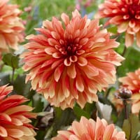 Dekorativdahlia 'Foxy'