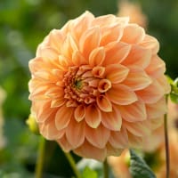 Dekorativdahlia 'Garden Jubilee'