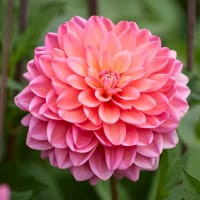 Dekorativdahlia 'Great Silence'