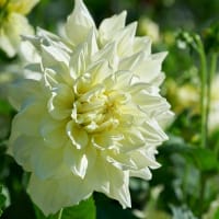 Dekorativdahlia 'Ice Breaker'