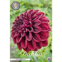Dekorativdahlia 'Isa's Darkness'