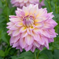 Dekorativdahlia 'Kidd's Climax'