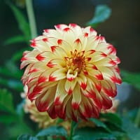 Dekorativdahlia 'Lady Darlene'