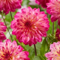 Dekorativdahlia 'Loe´s'