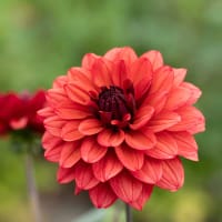 Dekorativdahlia 'Missis Miley'