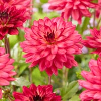 Dekorativdahlia 'Ocean of Love'