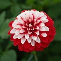 Dekorativdahlia 'Olga's light'