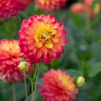 Dekorativdahlia 'Princess Erika'